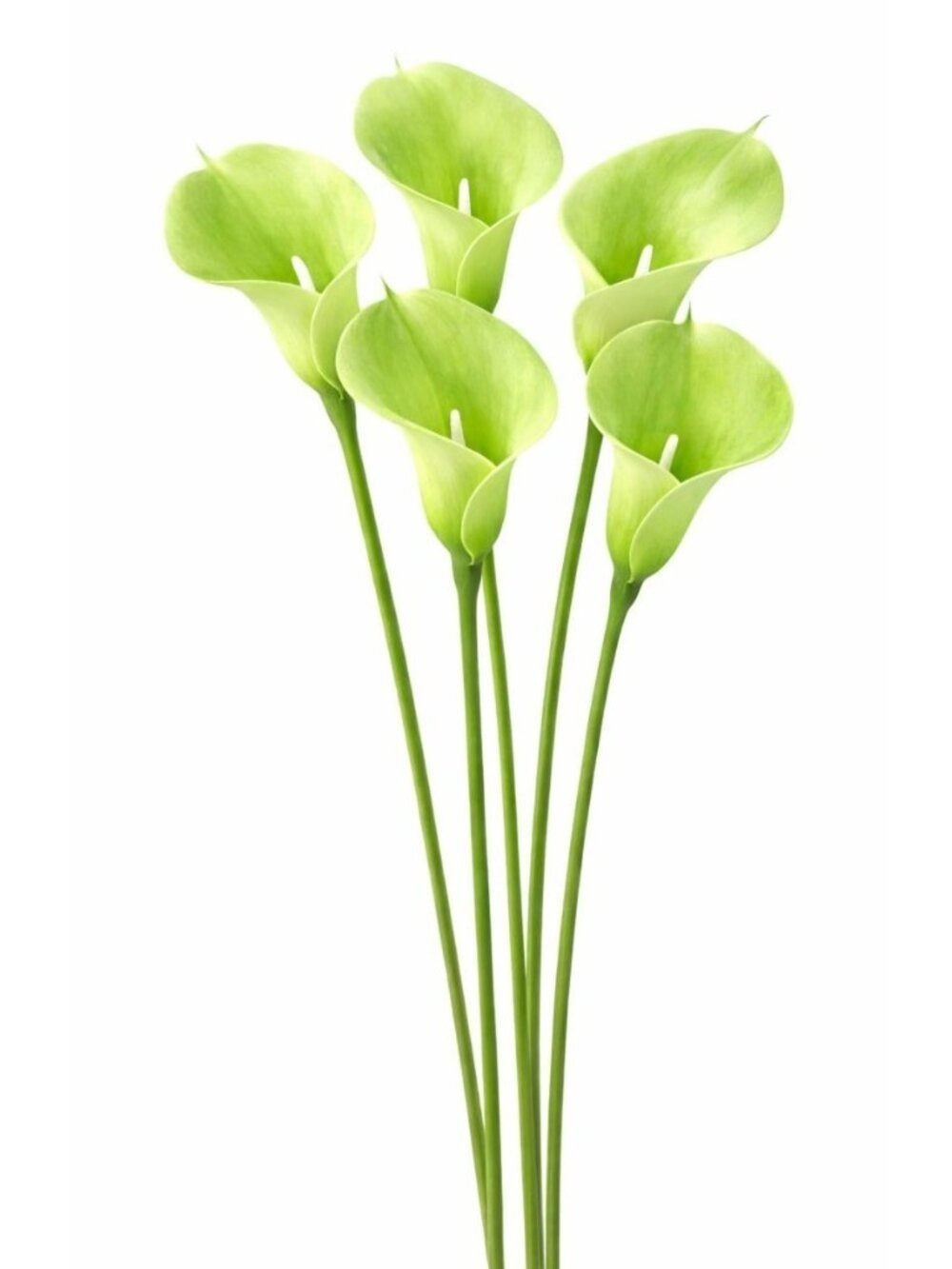 Artificial Green Calla Lily Stems, Real Touch Faux Flowers, 15 Inch, Set of 5